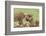 Lion Cub Attempts to Bite the Head of a Lioness, Ngorongoro, Tanzania-James Heupel-Framed Photographic Print