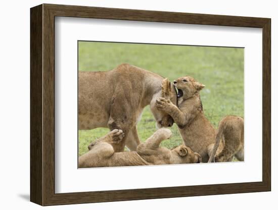 Lion Cub Attempts to Bite the Head of a Lioness, Ngorongoro, Tanzania-James Heupel-Framed Photographic Print