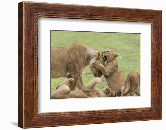 Lion Cub Attempts to Bite the Head of a Lioness, Ngorongoro, Tanzania-James Heupel-Framed Photographic Print