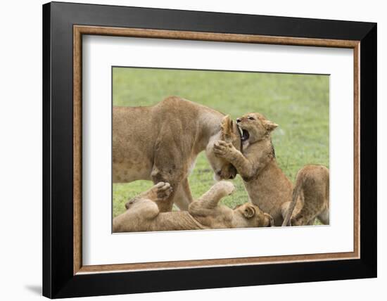 Lion Cub Attempts to Bite the Head of a Lioness, Ngorongoro, Tanzania-James Heupel-Framed Photographic Print