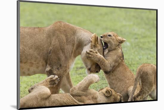 Lion Cub Attempts to Bite the Head of a Lioness, Ngorongoro, Tanzania-James Heupel-Mounted Photographic Print