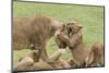 Lion Cub Attempts to Bite the Head of a Lioness, Ngorongoro, Tanzania-James Heupel-Mounted Photographic Print