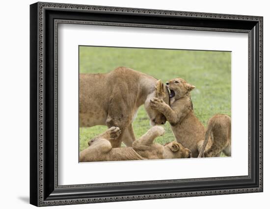 Lion Cub Attempts to Bite the Head of a Lioness, Ngorongoro, Tanzania-James Heupel-Framed Photographic Print