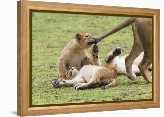 Lion Cub Bites the Tail of Lioness, Ngorongoro, Tanzania-James Heupel-Framed Premier Image Canvas