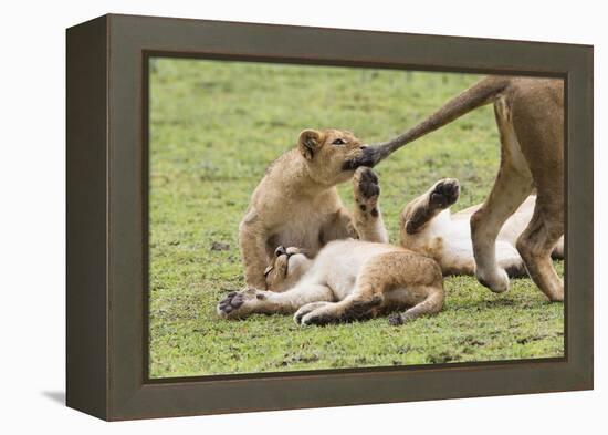 Lion Cub Bites the Tail of Lioness, Ngorongoro, Tanzania-James Heupel-Framed Premier Image Canvas