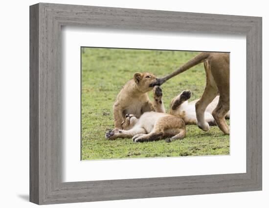 Lion Cub Bites the Tail of Lioness, Ngorongoro, Tanzania-James Heupel-Framed Photographic Print