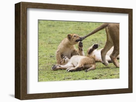 Lion Cub Bites the Tail of Lioness, Ngorongoro, Tanzania-James Heupel-Framed Photographic Print