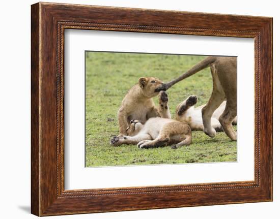 Lion Cub Bites the Tail of Lioness, Ngorongoro, Tanzania-James Heupel-Framed Photographic Print