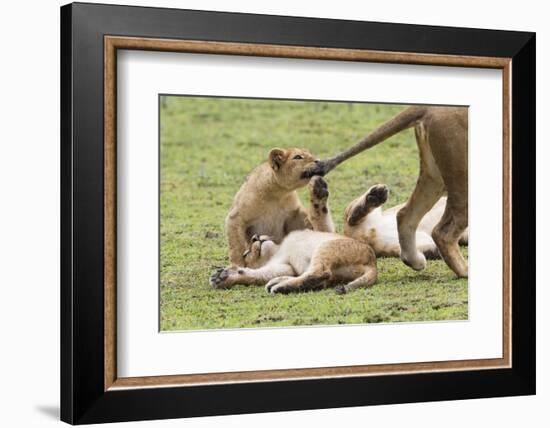 Lion Cub Bites the Tail of Lioness, Ngorongoro, Tanzania-James Heupel-Framed Photographic Print