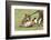 Lion Cub Bites the Tail of Lioness, Ngorongoro, Tanzania-James Heupel-Framed Photographic Print