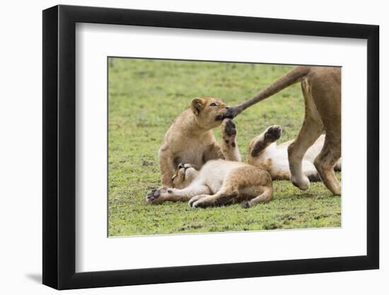 Lion Cub Bites the Tail of Lioness, Ngorongoro, Tanzania-James Heupel-Framed Photographic Print