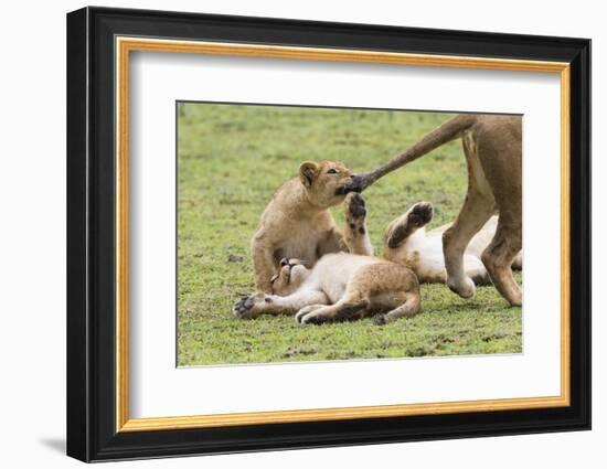 Lion Cub Bites the Tail of Lioness, Ngorongoro, Tanzania-James Heupel-Framed Photographic Print