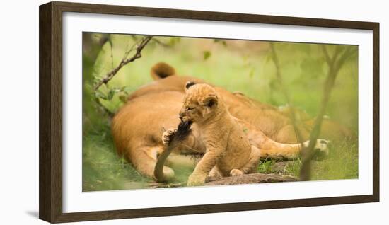 Lion cub biting mother's tail, Masai Mara, Kenya, East Africa, Africa-Karen Deakin-Framed Photographic Print