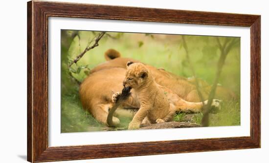 Lion cub biting mother's tail, Masai Mara, Kenya, East Africa, Africa-Karen Deakin-Framed Photographic Print