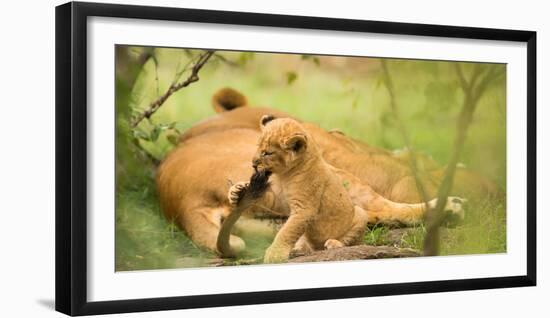 Lion cub biting mother's tail, Masai Mara, Kenya, East Africa, Africa-Karen Deakin-Framed Photographic Print