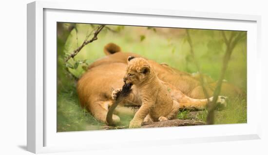 Lion cub biting mother's tail, Masai Mara, Kenya, East Africa, Africa-Karen Deakin-Framed Photographic Print