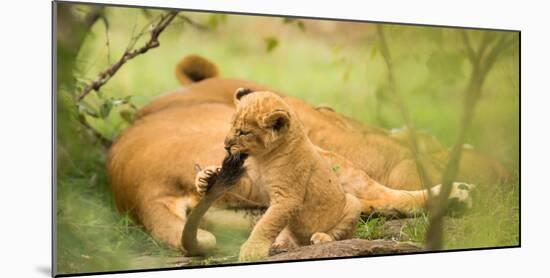 Lion cub biting mother's tail, Masai Mara, Kenya, East Africa, Africa-Karen Deakin-Mounted Photographic Print