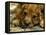 Lion Cub, Budapest, Hungary-Bela Szandelszky-Framed Premier Image Canvas