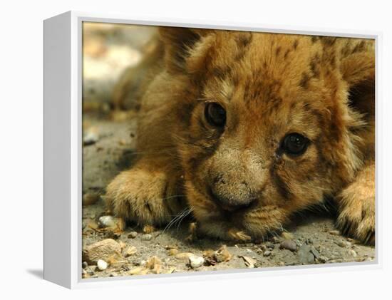 Lion Cub, Budapest, Hungary-Bela Szandelszky-Framed Premier Image Canvas