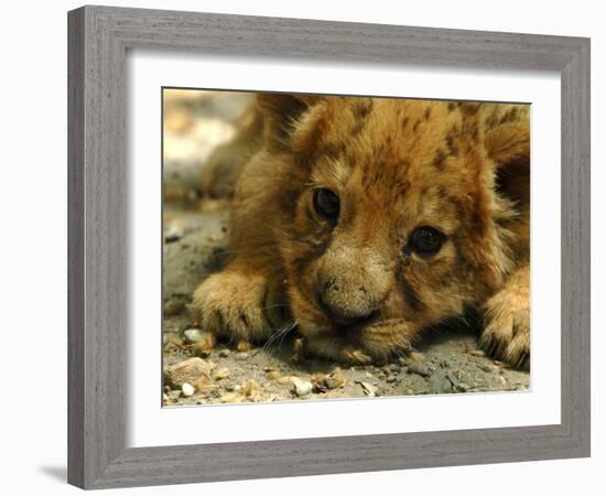 Lion Cub, Budapest, Hungary-Bela Szandelszky-Framed Photographic Print