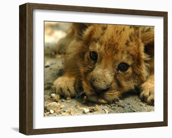 Lion Cub, Budapest, Hungary-Bela Szandelszky-Framed Photographic Print