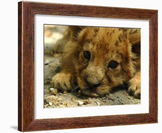 Lion Cub, Budapest, Hungary-Bela Szandelszky-Framed Photographic Print