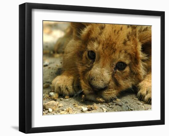 Lion Cub, Budapest, Hungary-Bela Szandelszky-Framed Photographic Print