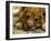Lion Cub, Budapest, Hungary-Bela Szandelszky-Framed Photographic Print