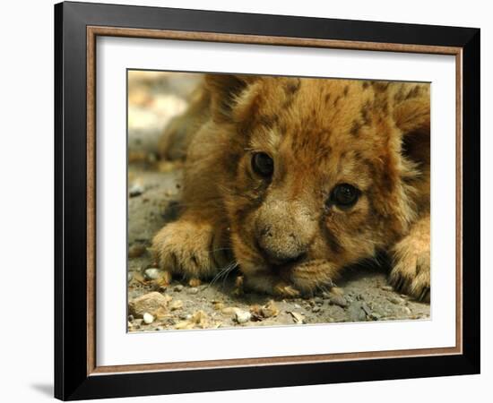 Lion Cub, Budapest, Hungary-Bela Szandelszky-Framed Photographic Print