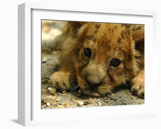 Lion Cub, Budapest, Hungary-Bela Szandelszky-Framed Photographic Print