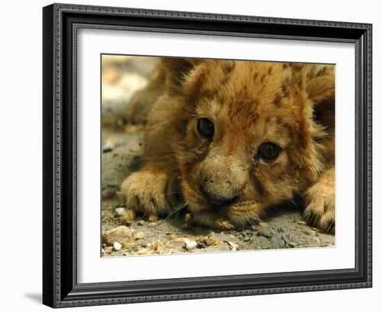 Lion Cub, Budapest, Hungary-Bela Szandelszky-Framed Photographic Print