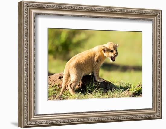 Lion cub calling, Masai Mara, Kenya, East Africa, Africa-Karen Deakin-Framed Photographic Print