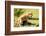 Lion cub calling, Masai Mara, Kenya, East Africa, Africa-Karen Deakin-Framed Photographic Print