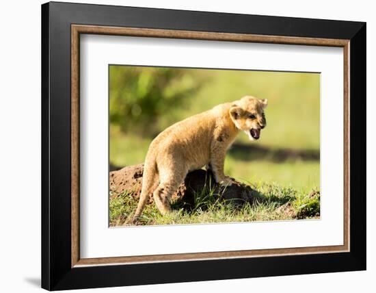 Lion cub calling, Masai Mara, Kenya, East Africa, Africa-Karen Deakin-Framed Photographic Print