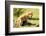 Lion cub calling, Masai Mara, Kenya, East Africa, Africa-Karen Deakin-Framed Photographic Print