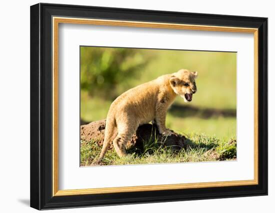 Lion cub calling, Masai Mara, Kenya, East Africa, Africa-Karen Deakin-Framed Photographic Print