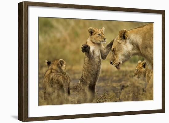 Lion Cub Greeting-null-Framed Photographic Print