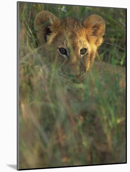 Lion Cub in Grass, Masai Mara, Kenya, East Africa, Africa-Murray Louise-Mounted Photographic Print