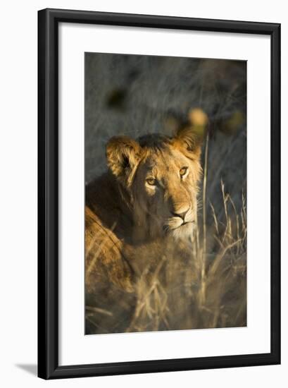 Lion Cub in Tall Grass, Chobe National Park, Botswana-Paul Souders-Framed Photographic Print