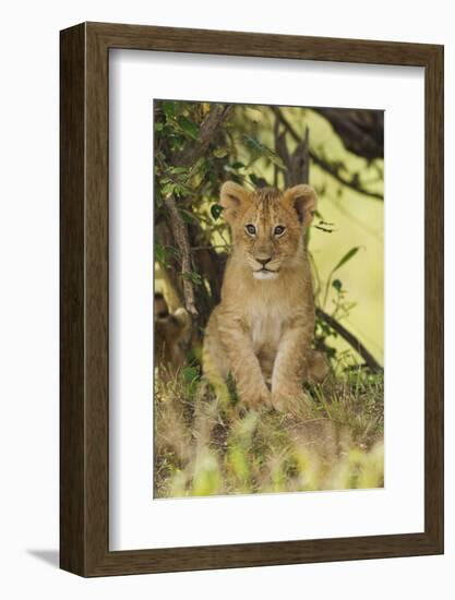 Lion Cub in the Bush, Maasai Mara Wildlife Reserve, Kenya-Jagdeep Rajput-Framed Photographic Print