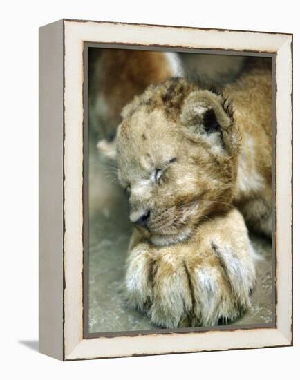 Lion Cub Lays His Head on the Paw of His Mother at Prigen Safari Park in Pasuruan, Indonesia-null-Framed Premier Image Canvas