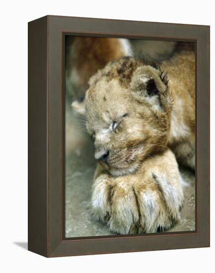 Lion Cub Lays His Head on the Paw of His Mother at Prigen Safari Park in Pasuruan, Indonesia-null-Framed Premier Image Canvas