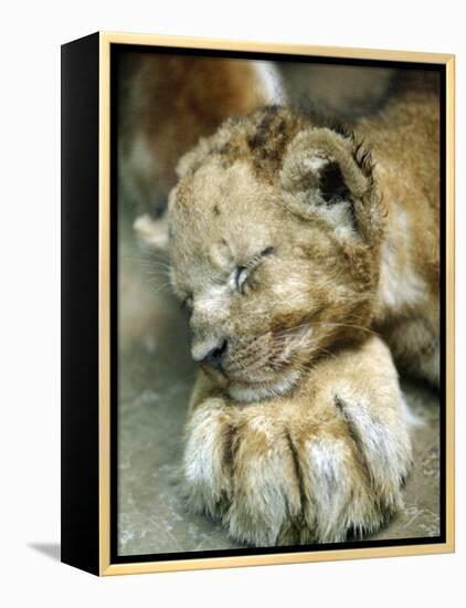 Lion Cub Lays His Head on the Paw of His Mother at Prigen Safari Park in Pasuruan, Indonesia-null-Framed Premier Image Canvas