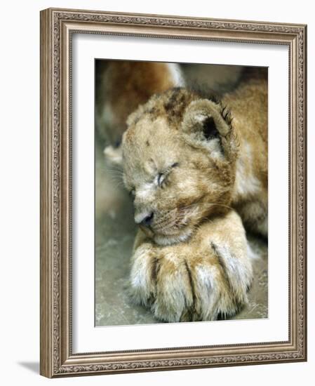 Lion Cub Lays His Head on the Paw of His Mother at Prigen Safari Park in Pasuruan, Indonesia-null-Framed Photographic Print