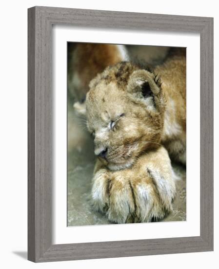 Lion Cub Lays His Head on the Paw of His Mother at Prigen Safari Park in Pasuruan, Indonesia-null-Framed Photographic Print