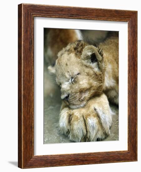 Lion Cub Lays His Head on the Paw of His Mother at Prigen Safari Park in Pasuruan, Indonesia-null-Framed Photographic Print