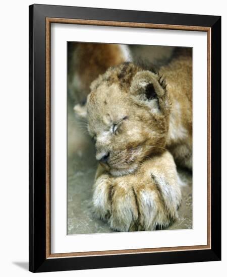 Lion Cub Lays His Head on the Paw of His Mother at Prigen Safari Park in Pasuruan, Indonesia-null-Framed Photographic Print