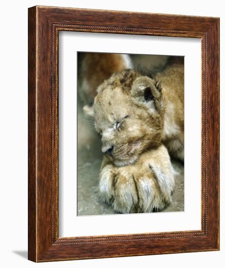 Lion Cub Lays His Head on the Paw of His Mother at Prigen Safari Park in Pasuruan, Indonesia-null-Framed Photographic Print