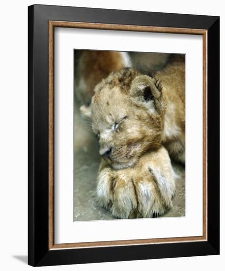 Lion Cub Lays His Head on the Paw of His Mother at Prigen Safari Park in Pasuruan, Indonesia-null-Framed Photographic Print