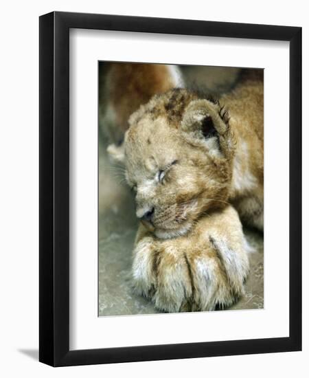 Lion Cub Lays His Head on the Paw of His Mother at Prigen Safari Park in Pasuruan, Indonesia-null-Framed Photographic Print